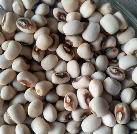 ARTPEA/BBT/22/W (Boluyo)