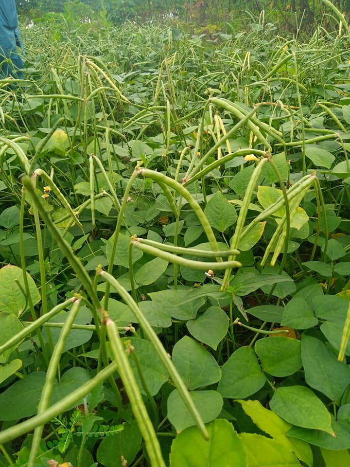 oluyo and Remilekun @50% maturity: Semi-erect, long non-branching peduncles, and produces pods above the canopy