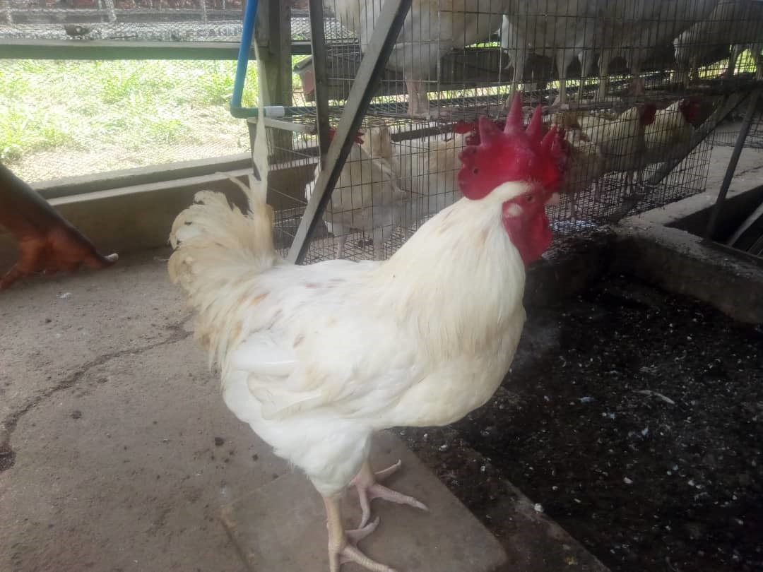 Eight (8) weeks grand parents stock of hybrid produced