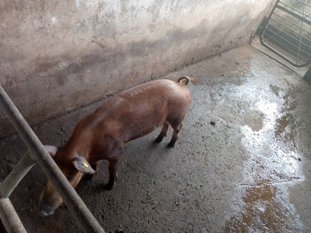 Hybrid pigs from Duroc pure lines and indigenous pigs