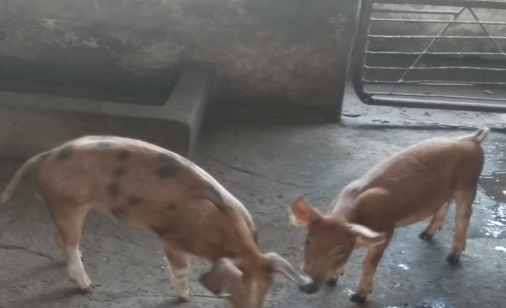 Hybrid pigs from Landrace pure line and indigenous pig