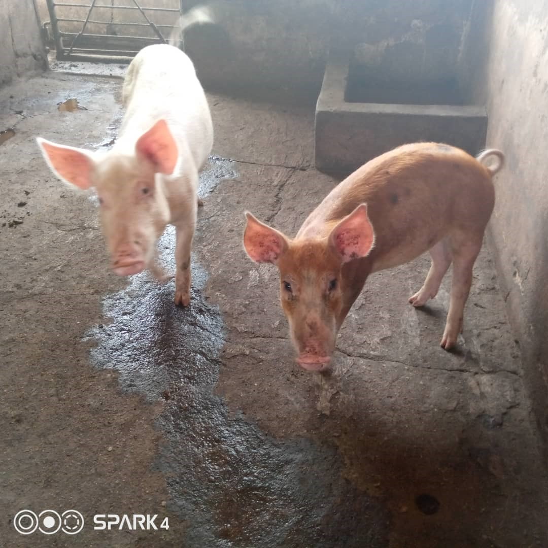 Hybrid pigs from Large white pure lines and indigenous pigs