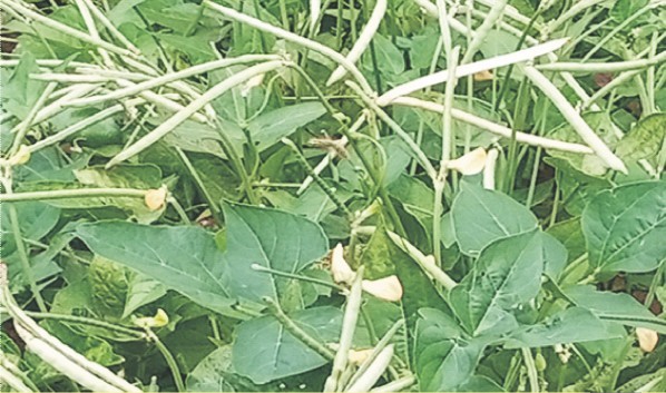 MODUPE @ 50% podding