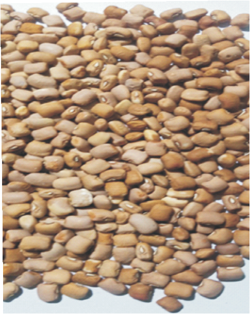 Seeds-of-newly-released-MODUPE